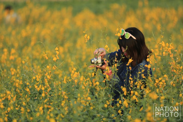 นทท.แห่ชมดอกทานตะวัน-ดอกปอเทืองช่วงวันหยุดยาว