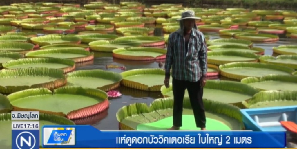ชาวบ้านวัดจันทร์ ปลูกบัววิคเตอเรีย ใบใหญ่ 2 เมตร