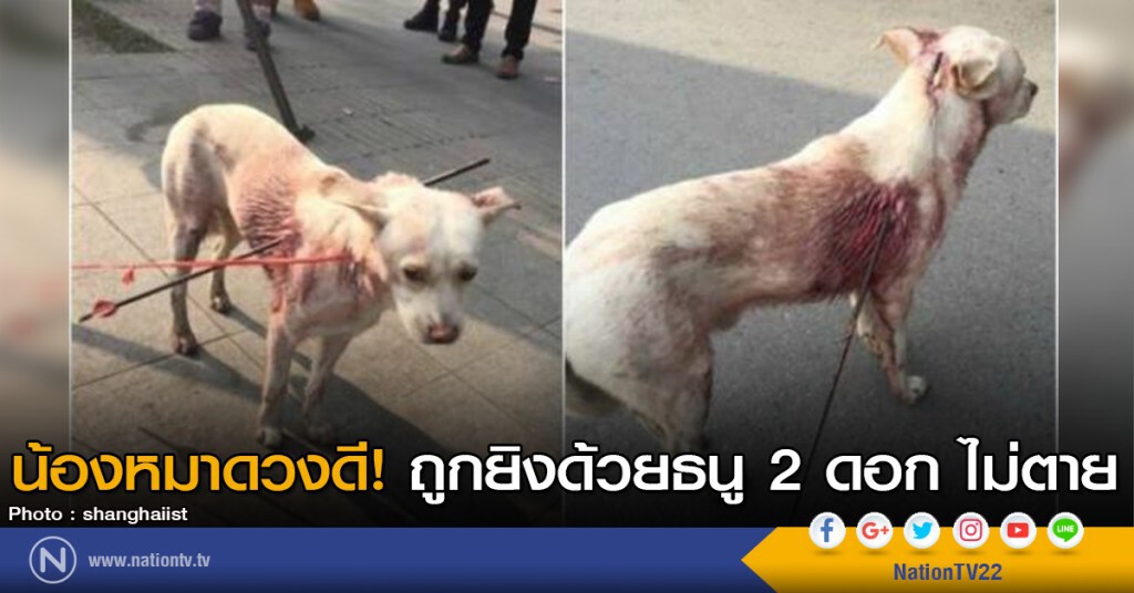 น้องหมาดวงดี! ถูกยิงด้วยธนู 2 ดอก ไม่ตาย