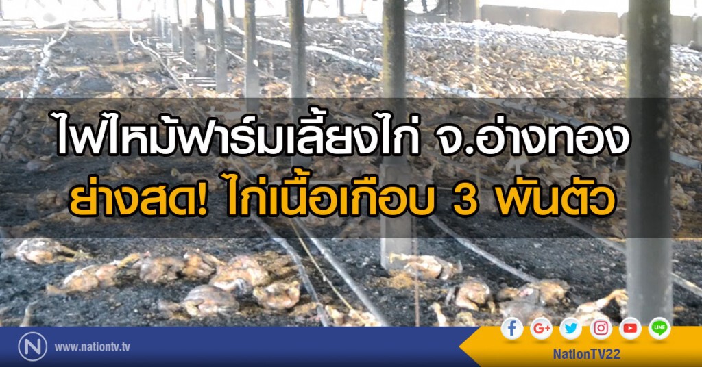 ย่างสด! ไก่เนื้อเกือบ 3 พันตัว
หลังไฟไหม้ฟาร์มเลี้ยงไก่ จ.อ่างทอง ย่างสด! ไก่เนื้อเกือบ 3 พันตัว
หลังไฟไหม้ฟาร์มเลี้ยงไก่ จ.อ่างทอง