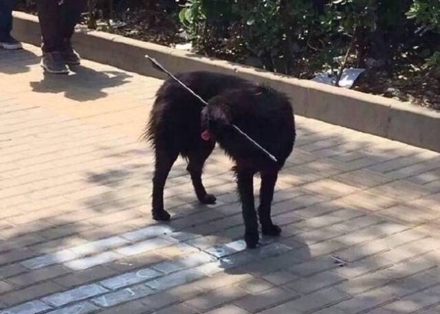 น้องหมาดวงดี! ถูกยิงด้วยธนู 2 ดอก ไม่ตาย