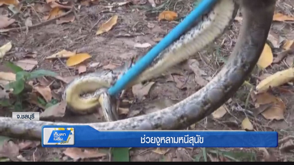 ช่วยงูหลามหนีสุนัข ช่วยงูหลามหนีสุนัข