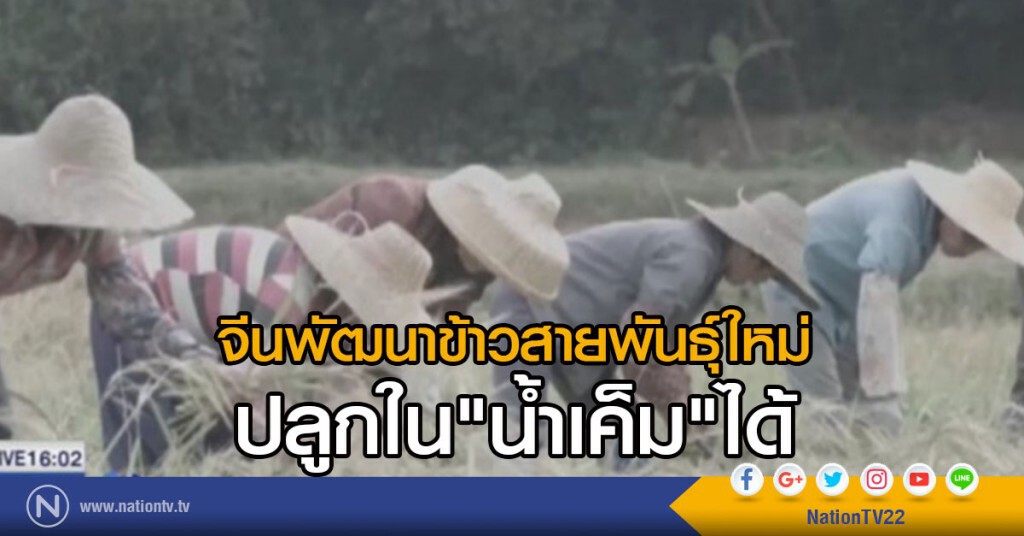 จีนพัฒนาข้าวพันธุ์ใหม่ปลูกในน้ำเค็มได้ จีนพัฒนาข้าวพันธุ์ใหม่ปลูกในน้ำเค็มได้