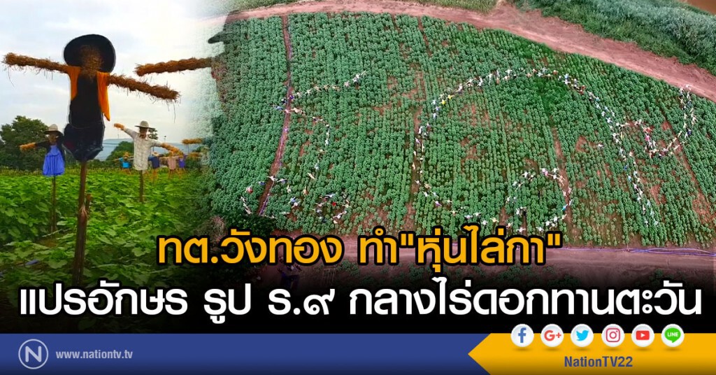 ทต.วังทองทำหุ่นไล่กาแปรอักษร รูป ร.๙ กลางไร่ดอกทานตะวัน