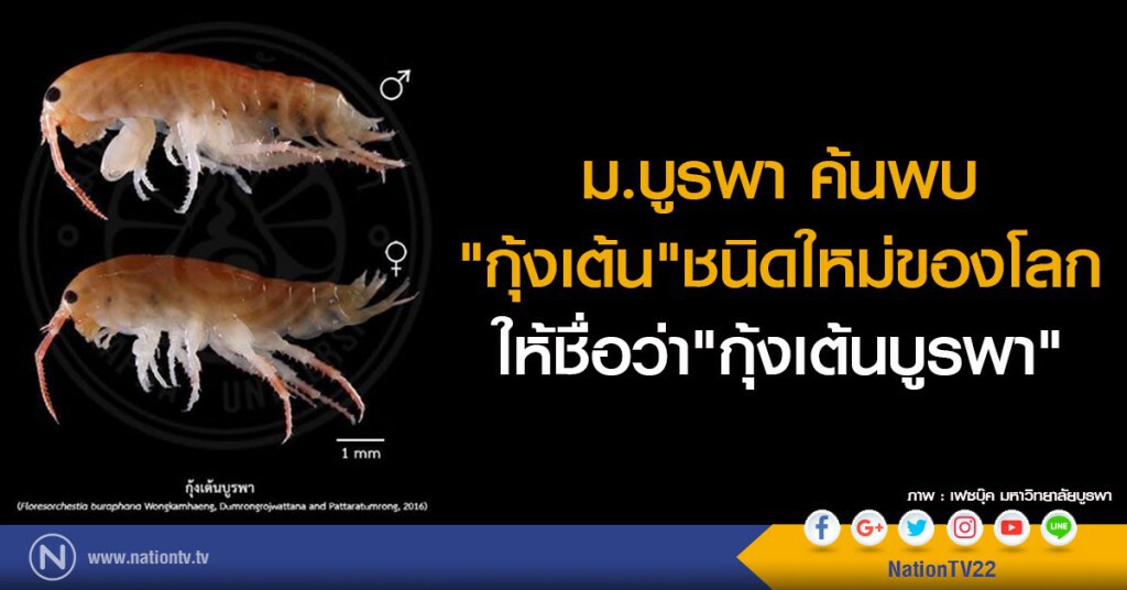 ม.บูรพา ค้นพบกุ้งเต้นชนิดใหม่ ม.บูรพา ค้นพบกุ้งเต้นชนิดใหม่