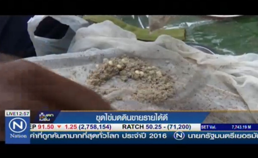 ขุดไข่มดดินขาย รายได้ดี ขุดไข่มดดินขาย รายได้ดี