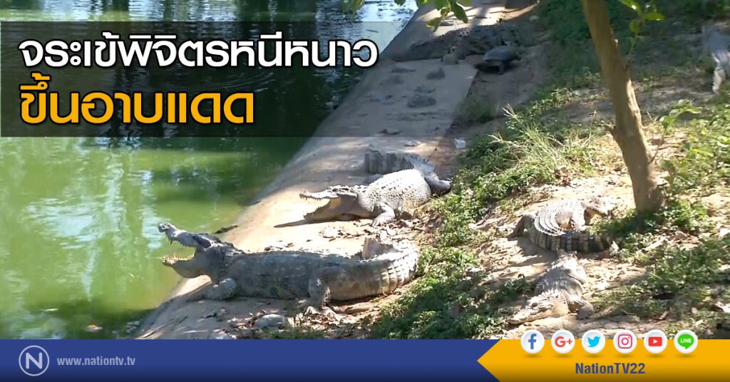 จระเข้พิจิตรหนีหนาว ขึ้นอาบแดด จระเข้พิจิตรหนีหนาว ขึ้นอาบแดด