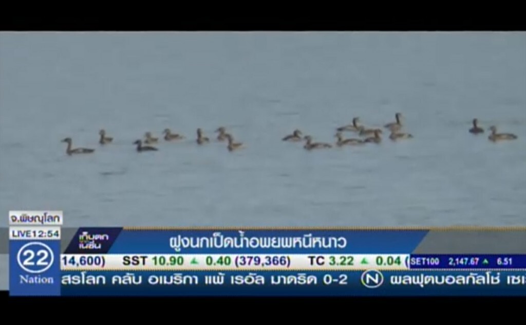 ฝูงนกเป็ดน้ำอพยพหนีหนาว ฝูงนกเป็ดน้ำอพยพหนีหนาว