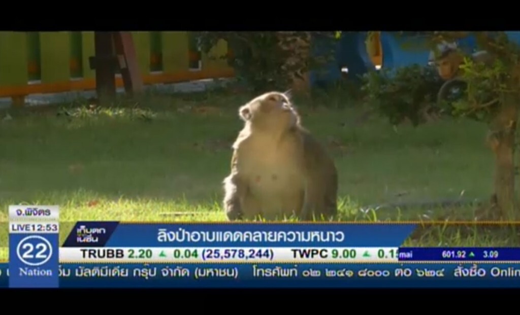 ลิงป่าอาบแดดคลายความหนาว ลิงป่าอาบแดดคลายความหนาว