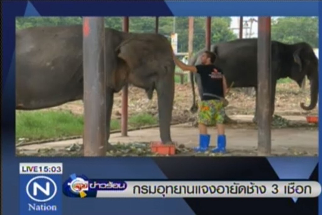 กรมอุทยานแจงอายัดช้าง 3 เชือก กรมอุทยานแจงอายัดช้าง 3 เชือก
