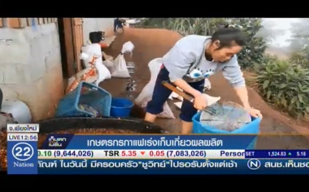 เกษตกรกาแฟ เร่งเก็บเกี่ยวผลผลิต เกษตกรกาแฟ เร่งเก็บเกี่ยวผลผลิต
