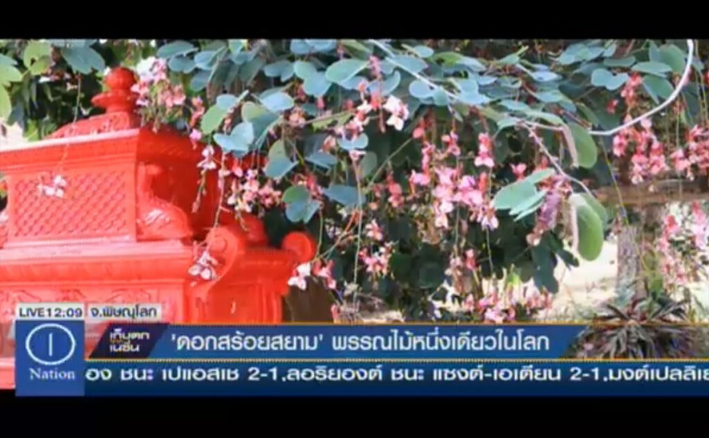 "ดอกสร้อยสยาม" พรรณไม้หนึ่งเดียวในโลก "ดอกสร้อยสยาม" พรรณไม้หนึ่งเดียวในโลก