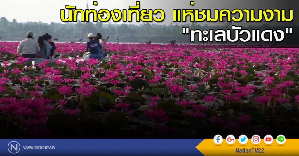 นักท่องเที่ยว แห่ชมความงาม "ทะเลบัวแดง" นักท่องเที่ยว แห่ชมความงาม "ทะเลบัวแดง"