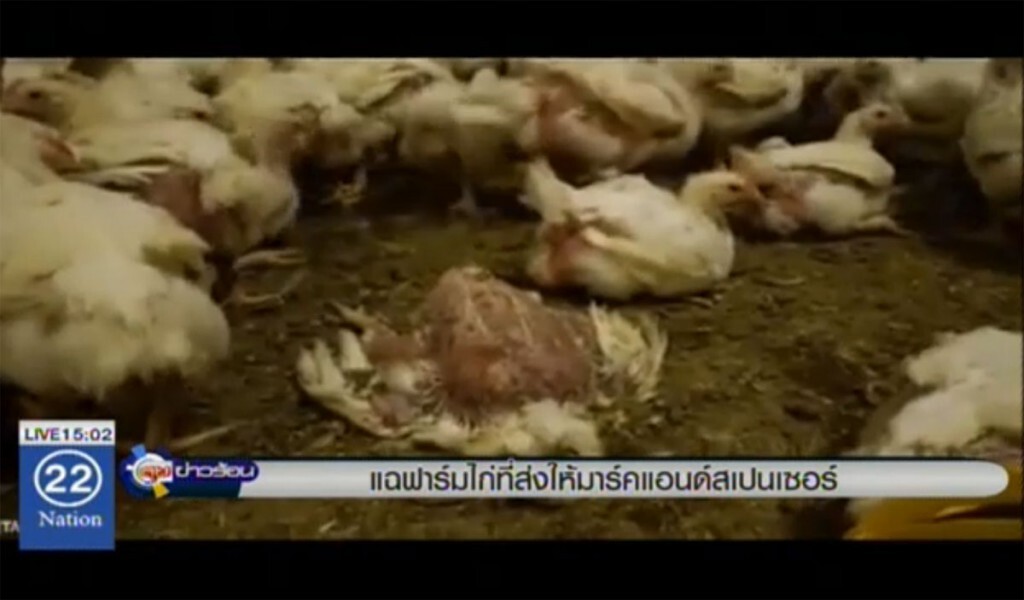แฉฟาร์มไก่ที่ส่งให้ "มาร์ค แอนด์ สเปนเซอร์" แฉฟาร์มไก่ที่ส่งให้ "มาร์ค แอนด์ สเปนเซอร์"