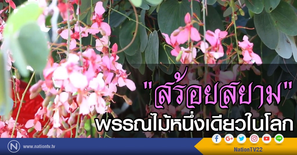 "สร้อยสยาม" พรรณไม้หนึ่งเดียวในโลก ออกดอกพวงระย้าบนลานร่องกล้า