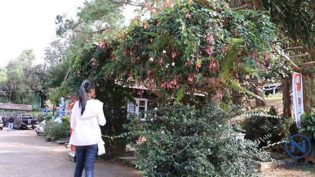 "สร้อยสยาม" พรรณไม้หนึ่งเดียวในโลก ออกดอกพวงระย้าบนลานร่องกล้า