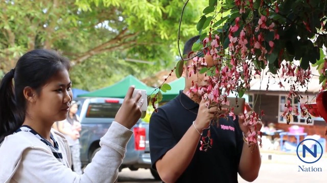 "สร้อยสยาม" พรรณไม้หนึ่งเดียวในโลก ออกดอกพวงระย้าบนลานร่องกล้า