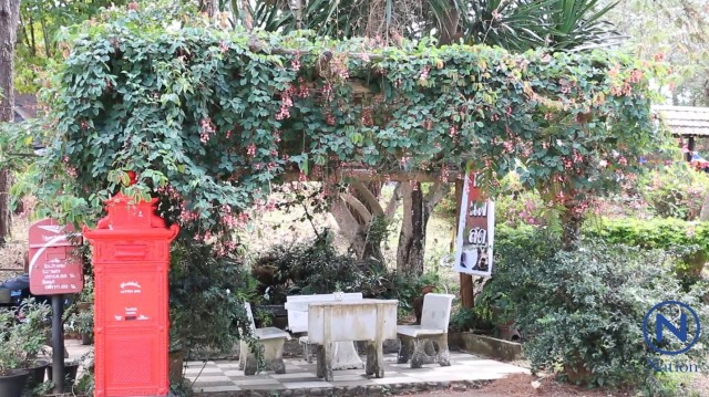 "สร้อยสยาม" พรรณไม้หนึ่งเดียวในโลก ออกดอกพวงระย้าบนลานร่องกล้า