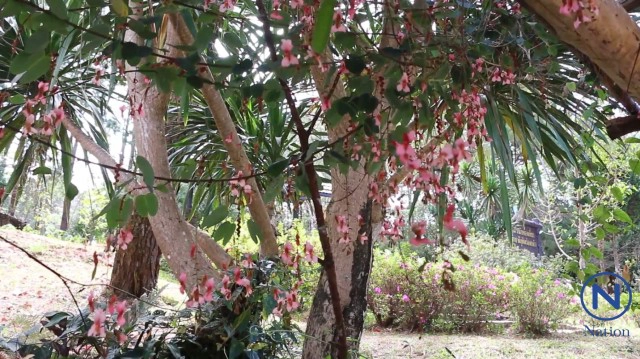 "สร้อยสยาม" พรรณไม้หนึ่งเดียวในโลก ออกดอกพวงระย้าบนลานร่องกล้า