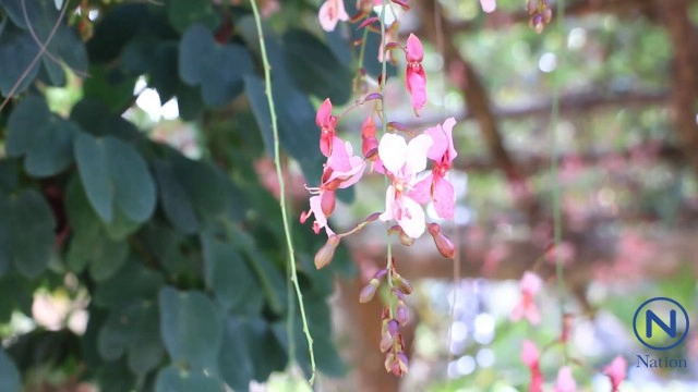 "สร้อยสยาม" พรรณไม้หนึ่งเดียวในโลก ออกดอกพวงระย้าบนลานร่องกล้า