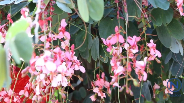 "สร้อยสยาม" พรรณไม้หนึ่งเดียวในโลก ออกดอกพวงระย้าบนลานร่องกล้า