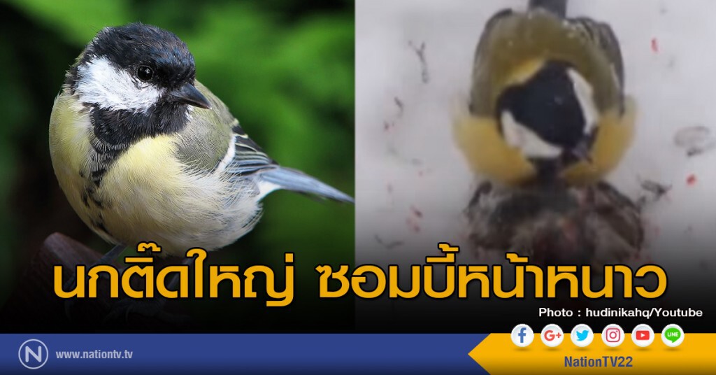 นกติ๊ดใหญ่ ซอมบี้หน้าหนาว