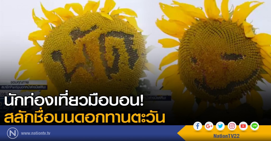 นักท่องเที่ยวมือบอน! สลักชื่อบนดอกทานตะวัน นักท่องเที่ยวมือบอน! สลักชื่อบนดอกทานตะวัน