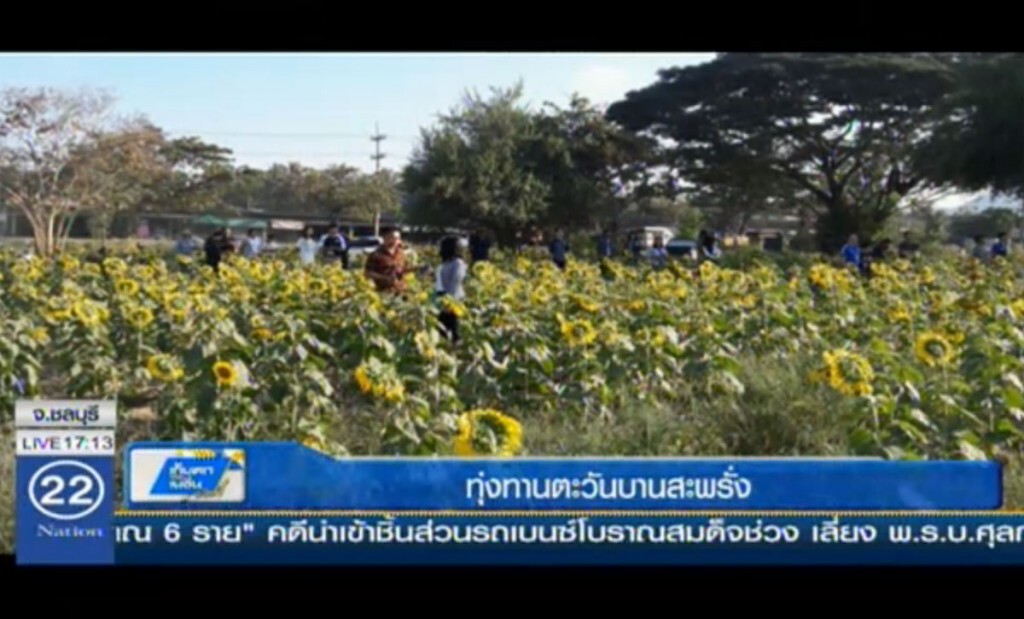 ทุ่งทานตะวันบานสะพรั่ง อ่างเก็บน้ำหนองค้อ