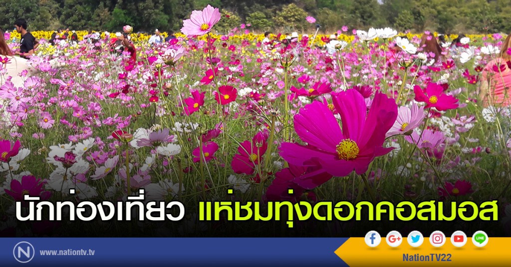 นักท่องเที่ยว แห่ชมทุ่งดอกคอสมอส นักท่องเที่ยว แห่ชมทุ่งดอกคอสมอส