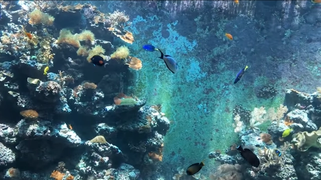 โซเชียลแห่ชมคลิป เศรษฐีอิสราเอล 
"สร้างอควาเรียม" ในบ้าน