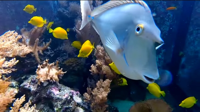 โซเชียลแห่ชมคลิป เศรษฐีอิสราเอล 
"สร้างอควาเรียม" ในบ้าน