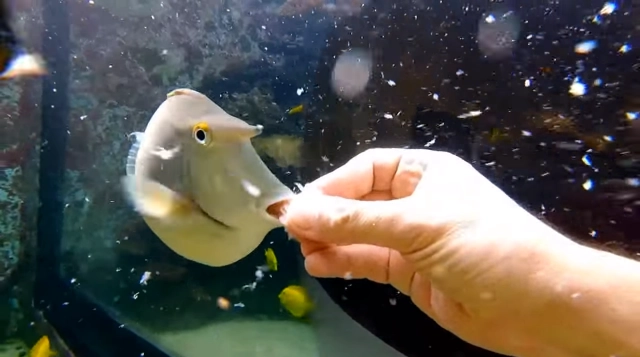 โซเชียลแห่ชมคลิป เศรษฐีอิสราเอล 
"สร้างอควาเรียม" ในบ้าน