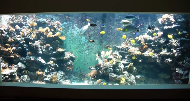 โซเชียลแห่ชมคลิป เศรษฐีอิสราเอล 
"สร้างอควาเรียม" ในบ้าน