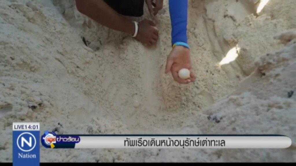 ทัพเรือเดินหน้าอนุรักษ์เต่าทะเล ทัพเรือเดินหน้าอนุรักษ์เต่าทะเล