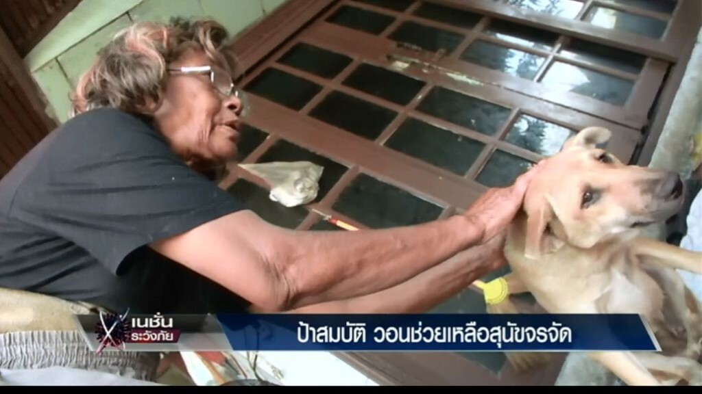 เนชั่นระวังภัย - ป้าสมบัติวอนช่วยสุนัขจรจัด เนชั่นระวังภัย - ป้าสมบัติวอนช่วยสุนัขจรจัด