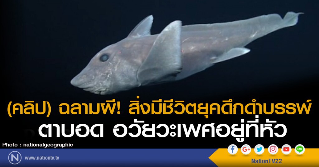 (คลิป) ฉลามผี! สิ่งมีชีวิตยุคดึกดำบรรพ์
ตาบอด อวัยวะเพศอยู่ที่หัว (คลิป) ฉลามผี! สิ่งมีชีวิตยุคดึกดำบรรพ์
ตาบอด อวัยวะเพศอยู่ที่หัว