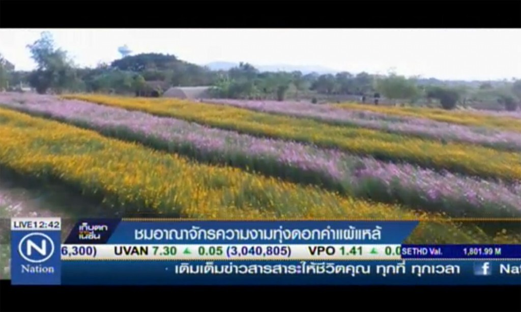ชมอาณาจักรความงาม ทุ่งดอกคำแผ้แหล้ 30 ไร่