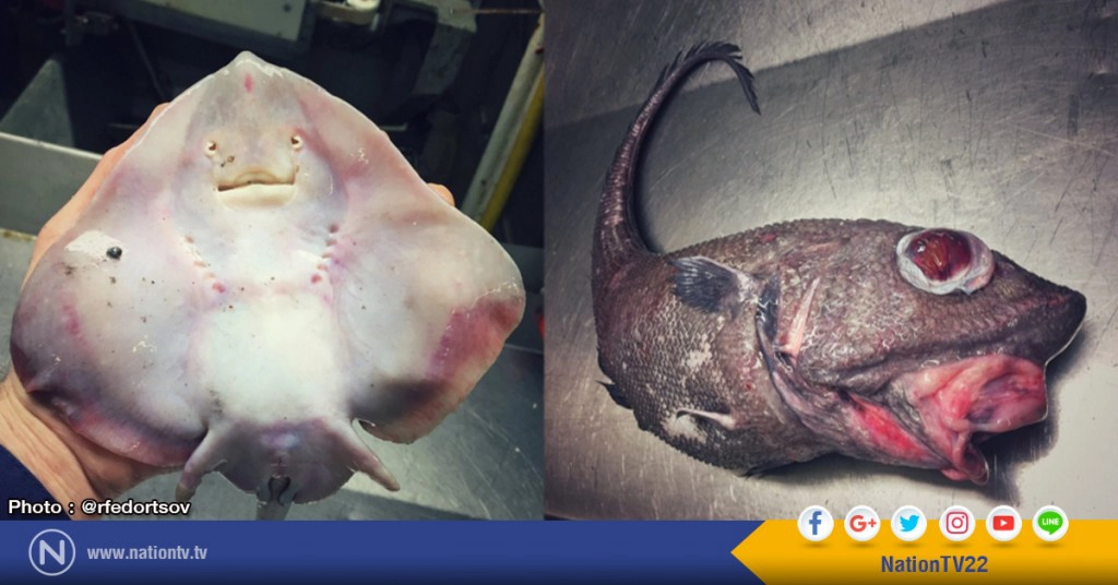 มันมีอยู่จริงหรือ?
ชาวประมงรัสเซีย ทวิตภาพ สัตว์แปลกใต้ทะเลลึก