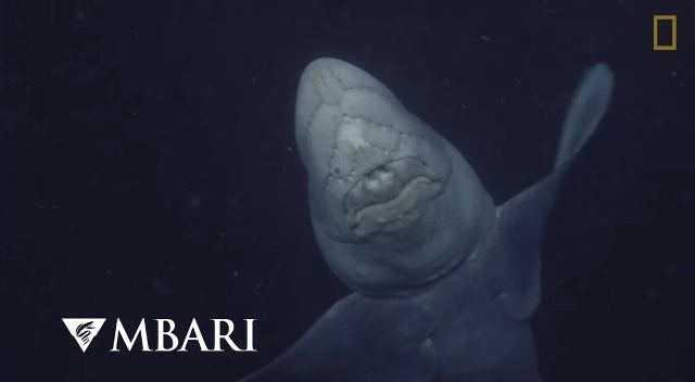 (คลิป) ฉลามผี! สิ่งมีชีวิตยุคดึกดำบรรพ์ 
ตาบอด อวัยวะเพศอยู่ที่หัว