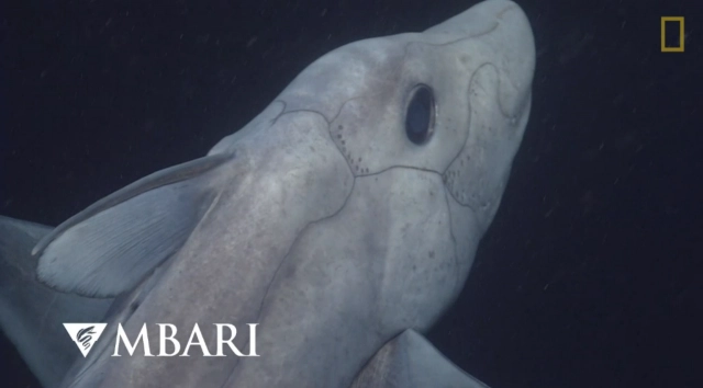 (คลิป) ฉลามผี! สิ่งมีชีวิตยุคดึกดำบรรพ์ 
ตาบอด อวัยวะเพศอยู่ที่หัว