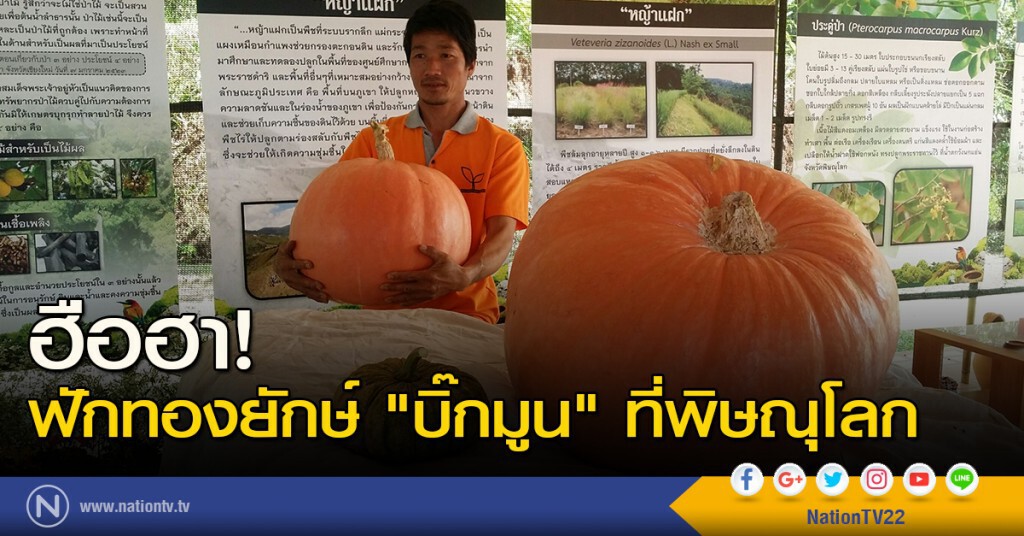 ฮือฮา! ฟักทองยักษ์ "บิ๊กมูน" ที่พิษณุโลก