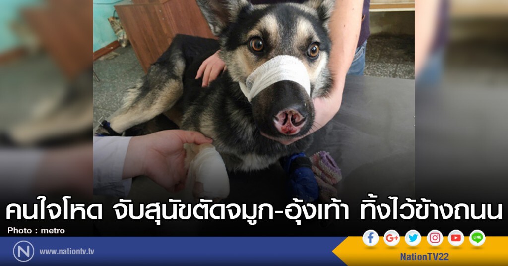 คนใจโหด จับสุนัขตัดจมูก-อุ้งเท้า ทิ้งไว้ข้างถนน คนใจโหด จับสุนัขตัดจมูก-อุ้งเท้า ทิ้งไว้ข้างถนน