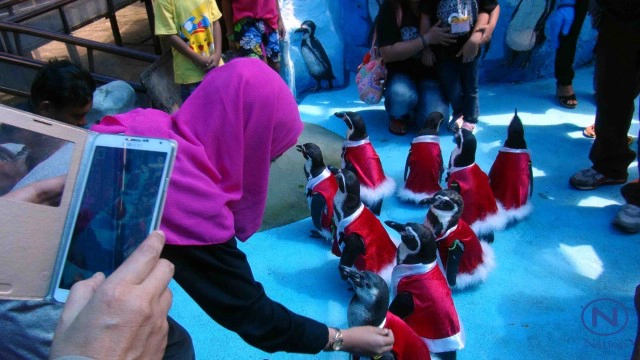 สวนสัตว์สงขลา  จัดคริสต์มาสพาเหรด 
"ซานต้าเพนกวิน"