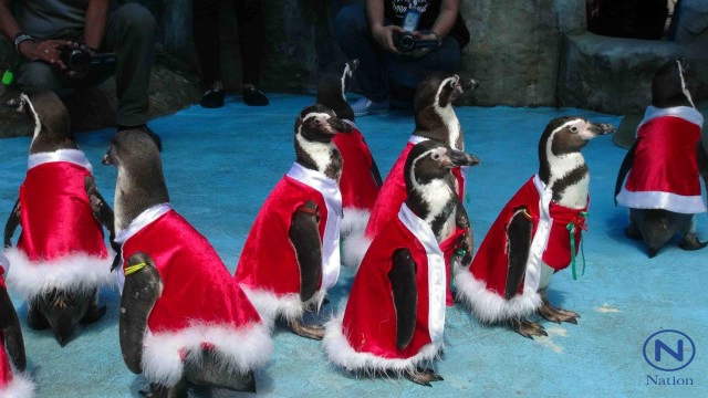 สวนสัตว์สงขลา  จัดคริสต์มาสพาเหรด 
"ซานต้าเพนกวิน"