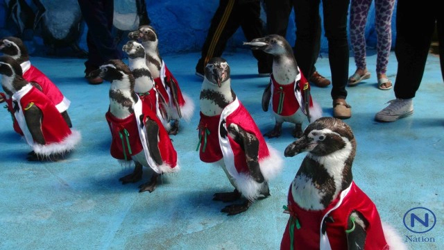 สวนสัตว์สงขลา  จัดคริสต์มาสพาเหรด 
"ซานต้าเพนกวิน"