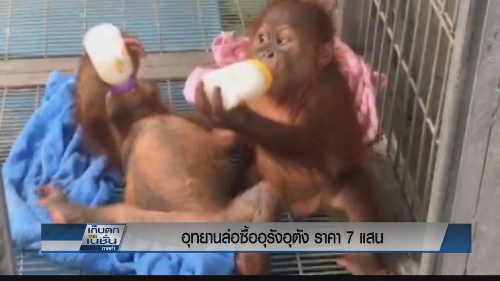 อุทยานฯล่อซื้ออุรังอุตัง ราคา 7 แสน
