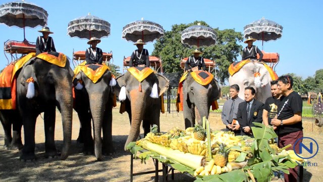 คนช้างผวา"พญาเสือ"บุกวังช้างยึดอีก เจ้าของช้างกร้าว "ไม่ต้อนรับ ท้าเอาช้างไปได้...เก่ง"