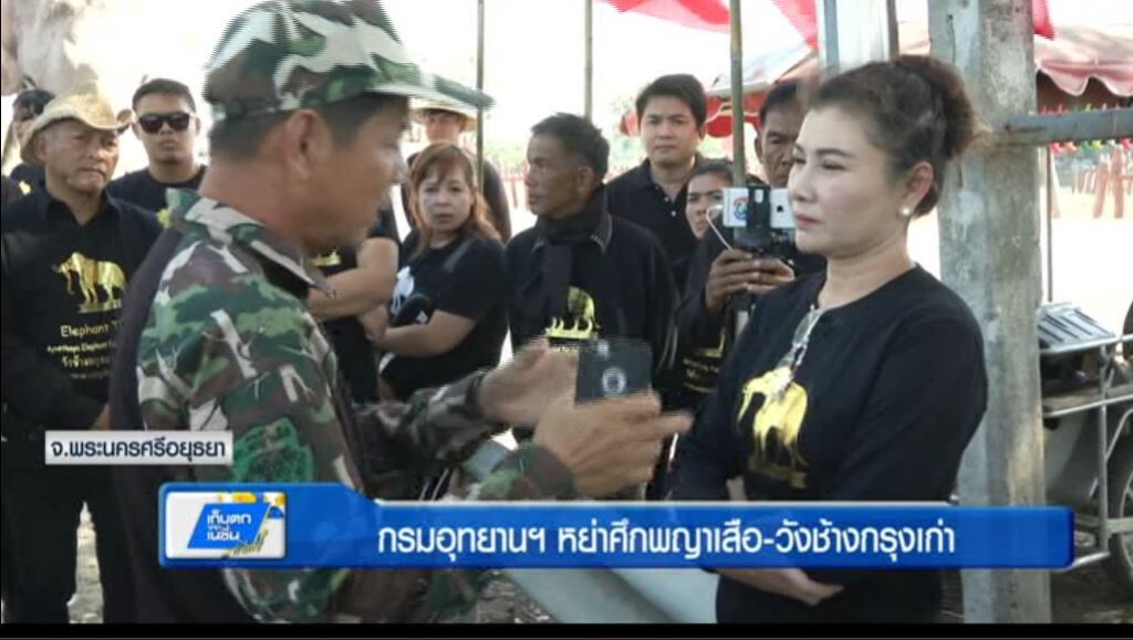 กรมอุทยานฯ หย่าศึกพญาเสือ-วังช้างกรุงเก่า กรมอุทยานฯ หย่าศึกพญาเสือ-วังช้างกรุงเก่า