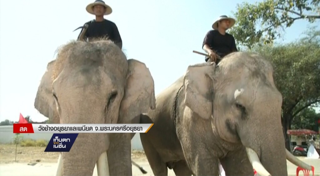 26-12-2559 คนช้างผวา"ยึดช้าง" 26-12-2559 คนช้างผวา"ยึดช้าง"