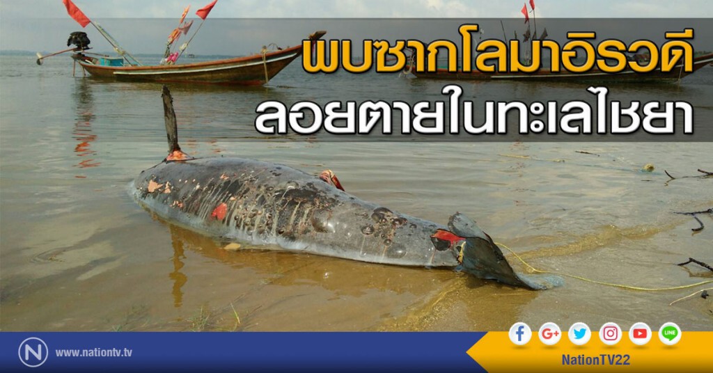 พบซากโลมาอิรวดี ลอยตายในทะเลไชยา พบซากโลมาอิรวดี ลอยตายในทะเลไชยา